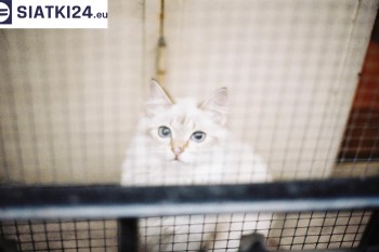 Siatki Biała Podlaska - Zabezpieczenie balkonu siatką - Kocia siatka - bezpieczny kot dla terenów Białej Podlaskiej